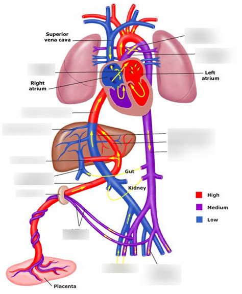 臍靜脈 充氧血|胎兒血液循環(Fetal circulation)